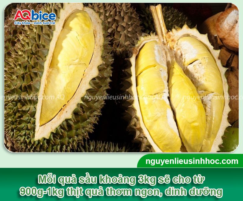 1kg sầu riêng được bao nhiêu cơm? Tỷ lệ cơm theo từng giống 2 1kg sầu riêng được bao nhiêu cơm? Tỷ lệ thịt quả theo từng giống