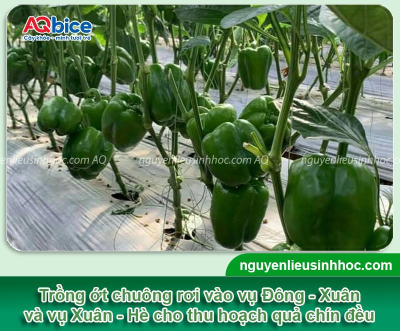 Cách trồng ớt chuông đơn giản tại nhà, trái ra sum suê 2 Quy trình thực hiện cách trồng ớt chuông năng suất cao tại nhà