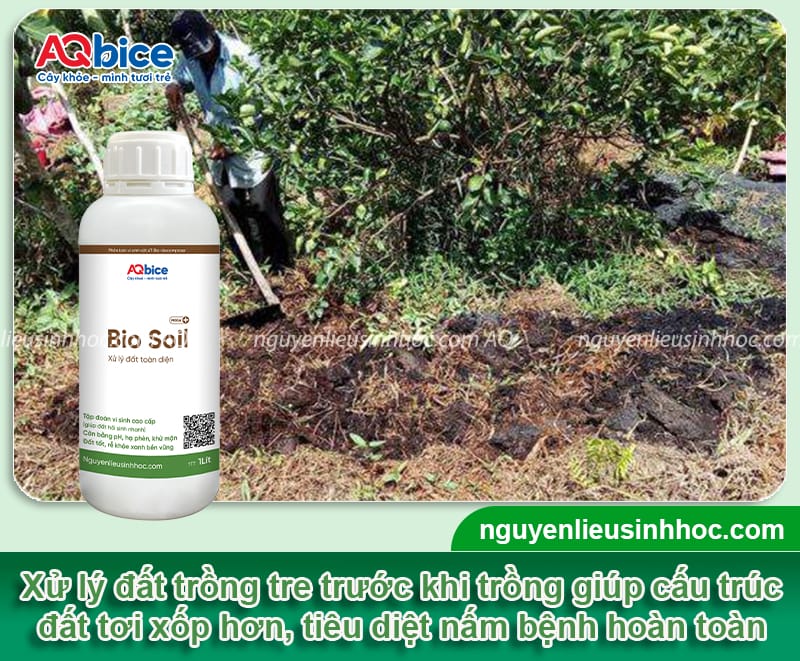 Hướng dẫn trồng tre lấy măng đúng kỹ thuật, mau nảy chồi 3 Hướng dẫn trồng tre lấy măng đúng quy trình, mau nảy chồi