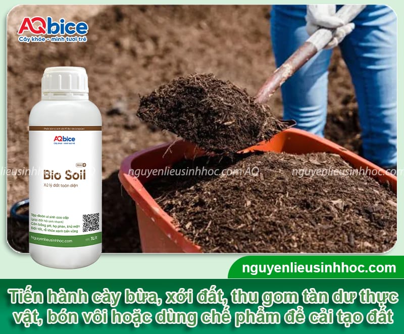 Hướng dẫn cách trồng hoa loa kèn nhanh lớn, hoa nở rực rỡ 3 Hướng dẫn cách trồng hoa loa kèn nhanh lớn, hoa nở rực rỡ