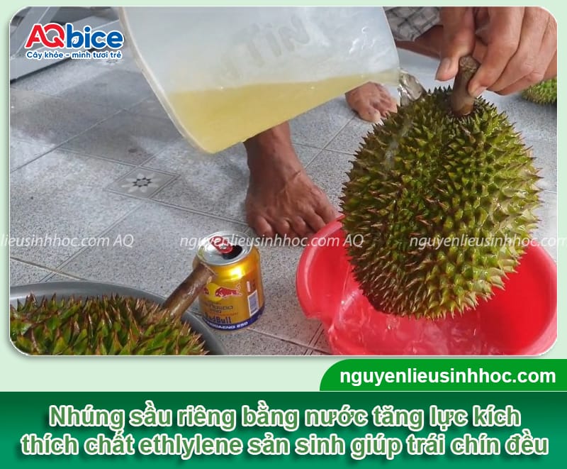 Cách xử lý sầu riêng chưa chín đã bổ nhanh chóng, đơn giản 9 Xử lý sầu riêng chưa chín, giải quyết tình trạng sượng cơm