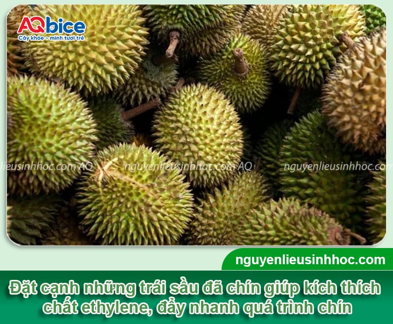 Cách xử lý sầu riêng chưa chín đã bổ nhanh chóng, đơn giản 10 Xử lý sầu riêng chưa chín, giải quyết tình trạng sượng cơm