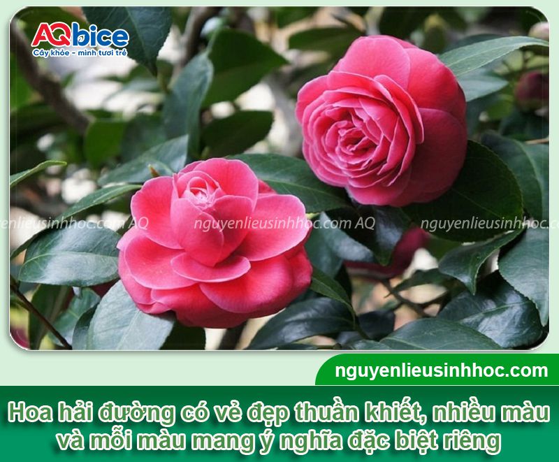 Cách trồng hoa hải đường trong chậu nở đẹp rực rỡ 2 Cách trồng hoa hải đường trong chậu đẹp rực rỡ quanh năm