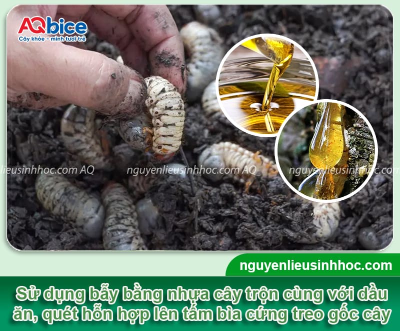 Các cách bắt bọ cánh cứng đơn giản, hiệu quả nhanh 4 Các cách bắt bọ cánh cứng an toàn và giảm bớt mật độ lây lan