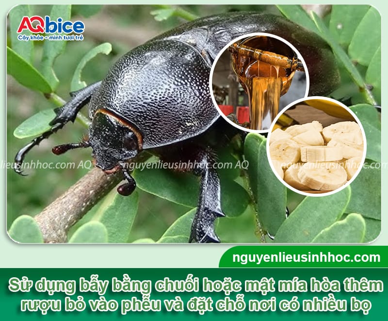Các cách bắt bọ cánh cứng đơn giản, hiệu quả nhanh 3 Các cách bắt bọ cánh cứng an toàn và giảm bớt mật độ lây lan