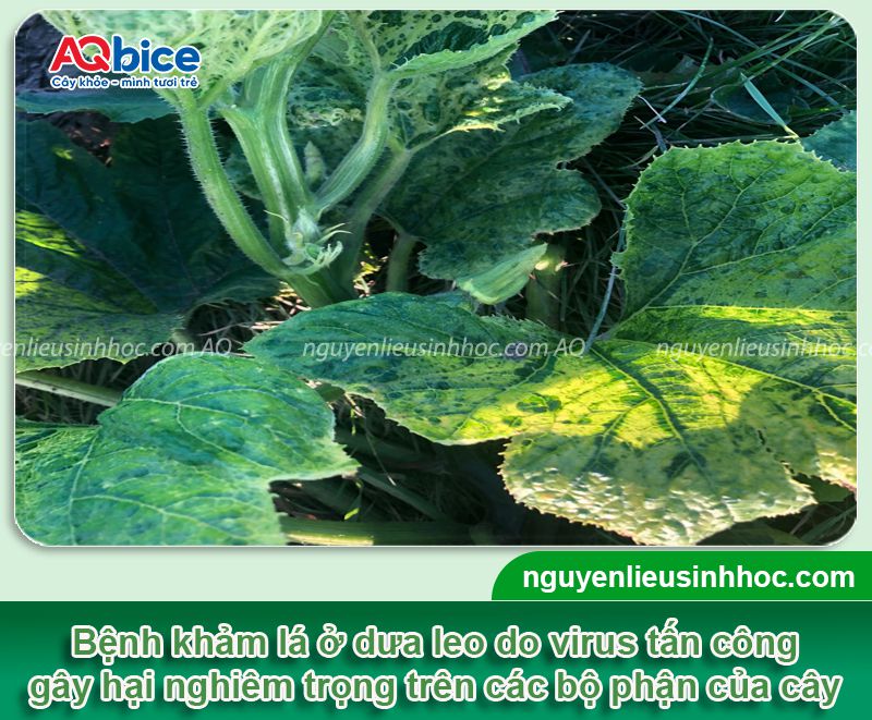 Bệnh khảm trên dưa leo: Nguyên nhân, biểu hiện ban đầu 1 Bệnh khảm trên dưa leo: Nguyên nhân, biểu hiện ban đầu