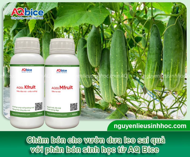 Dưa leo bao nhiêu ngày thu hoạch? Cách chăm dưa nhanh lớn 3 Dưa leo bao nhiêu ngày thu hoạch? Chăm sóc dưa nhanh lớn