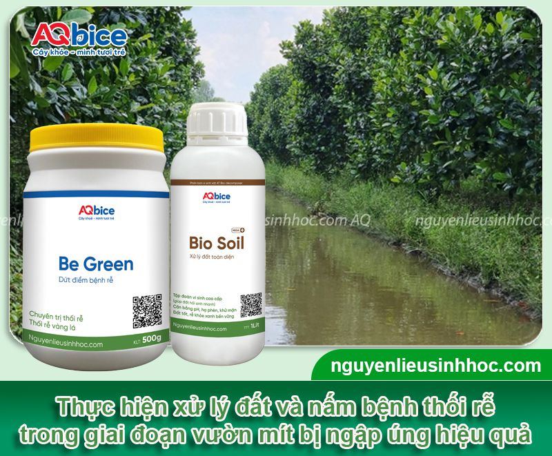 Mít bị úng nước gây vàng lá, thối rễ và Cách xử lý dứt điểm 4 Mít bị úng nước gây thối rễ vàng lá do mưa lớn và cách xử lý