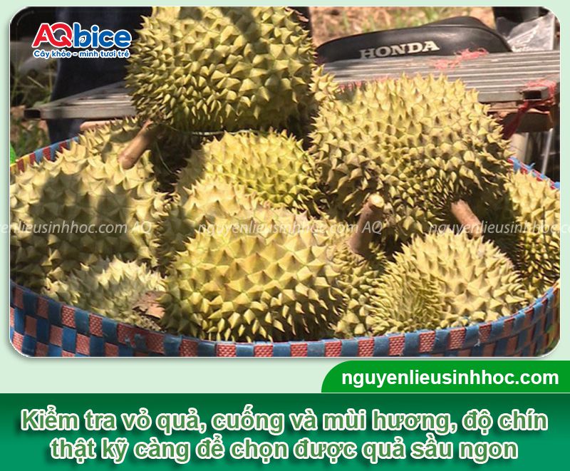 Sầu riêng bị đắng do đâu? Bỏ túi mẹo chọn sầu ngon nhất 3 Sầu riêng bị đắng do đâu? Bỏ túi mẹo chọn sầu ngon nhất