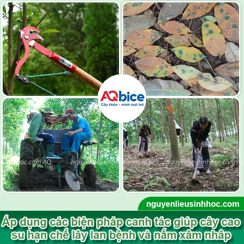 Cách điều trị bệnh rụng lá mùa mưa trên cây cao su dứt điểm 4 Cách điều trị bệnh rụng lá mùa mưa trên cây cao su dứt điểm