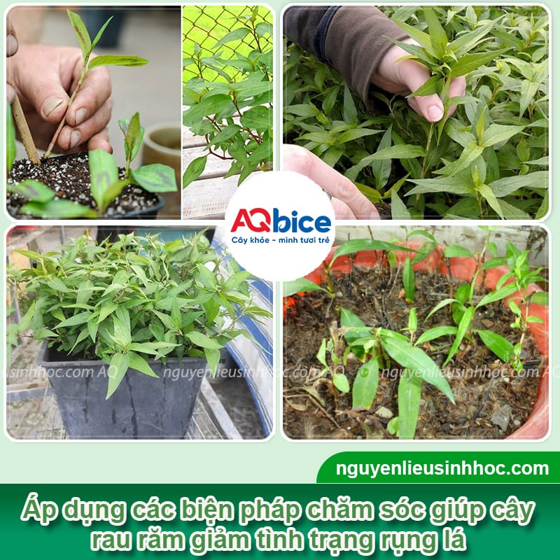 Nguyên nhân rau răm bị vàng lá và Cách phòng trừ an toàn 3 Nguyên nhân rau răm bị vàng lá và cách phòng trừ an toàn