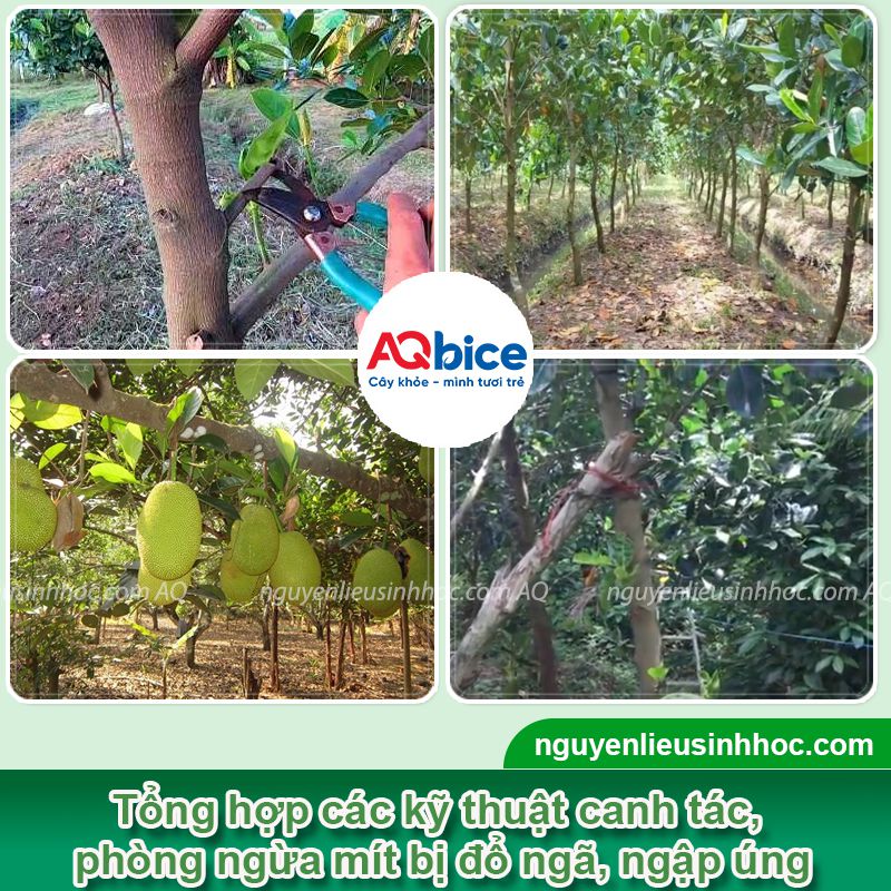 Mít bị úng nước gây vàng lá, thối rễ và Cách xử lý dứt điểm 3 Mít bị úng nước gây thối rễ vàng lá do mưa lớn và cách xử lý