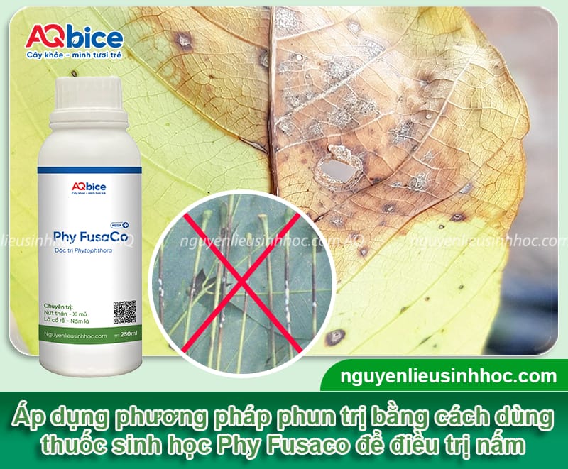 Cách điều trị bệnh rụng lá mùa mưa trên cây cao su dứt điểm 5 Cách điều trị bệnh rụng lá mùa mưa trên cây cao su dứt điểm