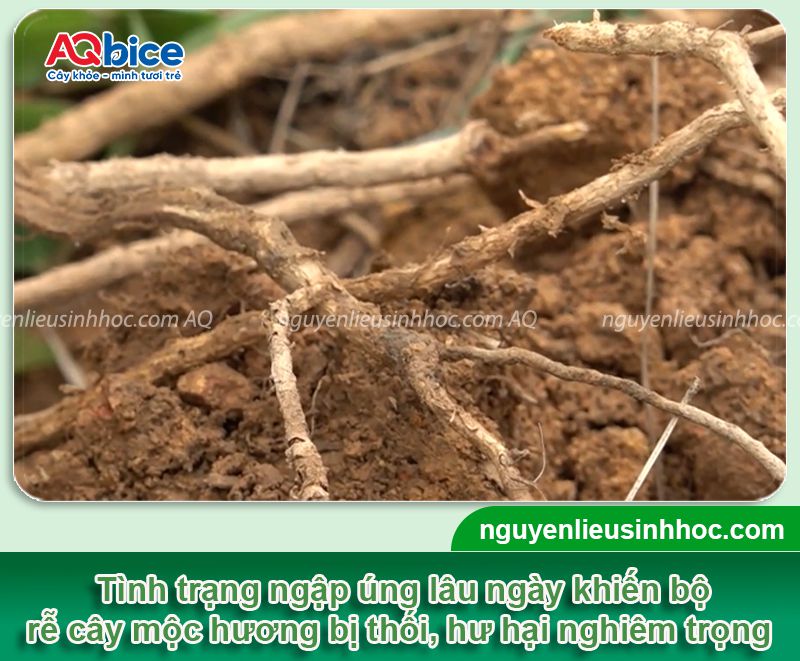 Cây mộc hương bị úng nước: Nhận biết và xử lý kịp thời 2 Cây mộc hương bị úng nước: Nhận biết và xử lý kịp thời