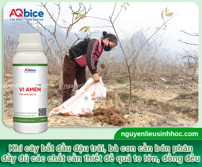 Cách chăm sóc cây na cho ra quả đồng đều, đạt tiêu chuẩn cao 3 Cách chăm sóc cây na cho ra quả đồng đều, đạt tiêu chuẩn cao