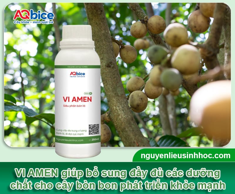 Cây bòn bon trồng ở miền Bắc được không? Hướng dẫn từ A-Z 3 Cây bòn bon trồng ở miền Bắc được không? Hướng dẫn từ A-Z
