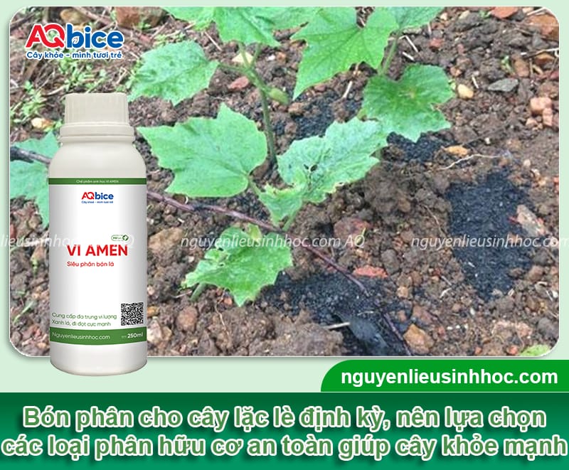 Cách trồng cây lặc lè xanh tốt quanh năm, đạt năng suất cao 5 Cách trồng cây lặc lè xanh tốt quanh năm, đạt năng suất cao