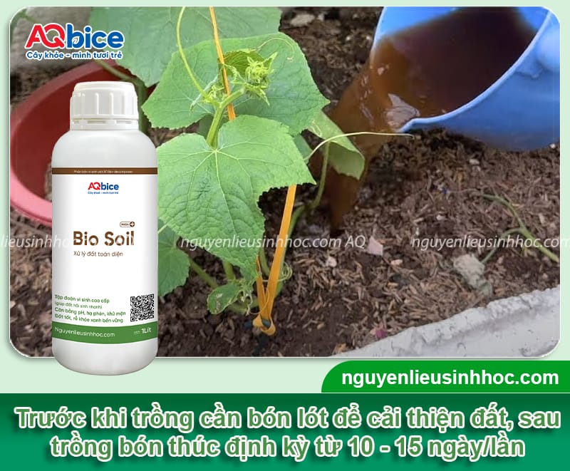 Trồng dưa leo không cần giàn: Giống gì phù hợp và cách chăm 5 Trồng dưa leo không cần giàn: Giống gì phù hợp và cách chăm
