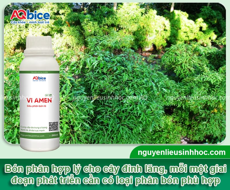 Hướng dẫn cách trồng cây đinh lăng lá xanh tốt, ít sâu bệnh 5 Hướng dẫn cách trồng cây đinh lăng phát triển, ít sâu bệnh