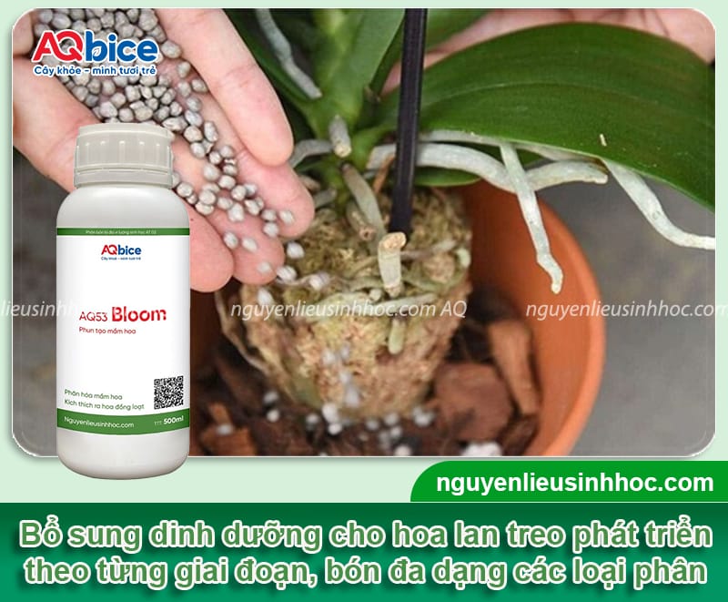 Cách chăm sóc hoa lan treo đúng kỹ thuật, hoa bền màu nở đều 5 Cách chăm sóc hoa lan treo đúng kỹ thuật, hoa bền màu nở đều