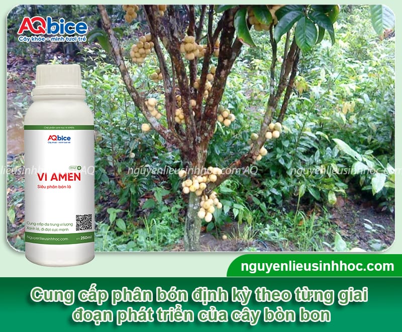 Hướng dẫn cách trồng cây bòn bon nhanh ra quả, ít sâu bệnh 5 Hướng dẫn cách trồng cây bòn bon nhanh ra quả, ít sâu bệnh