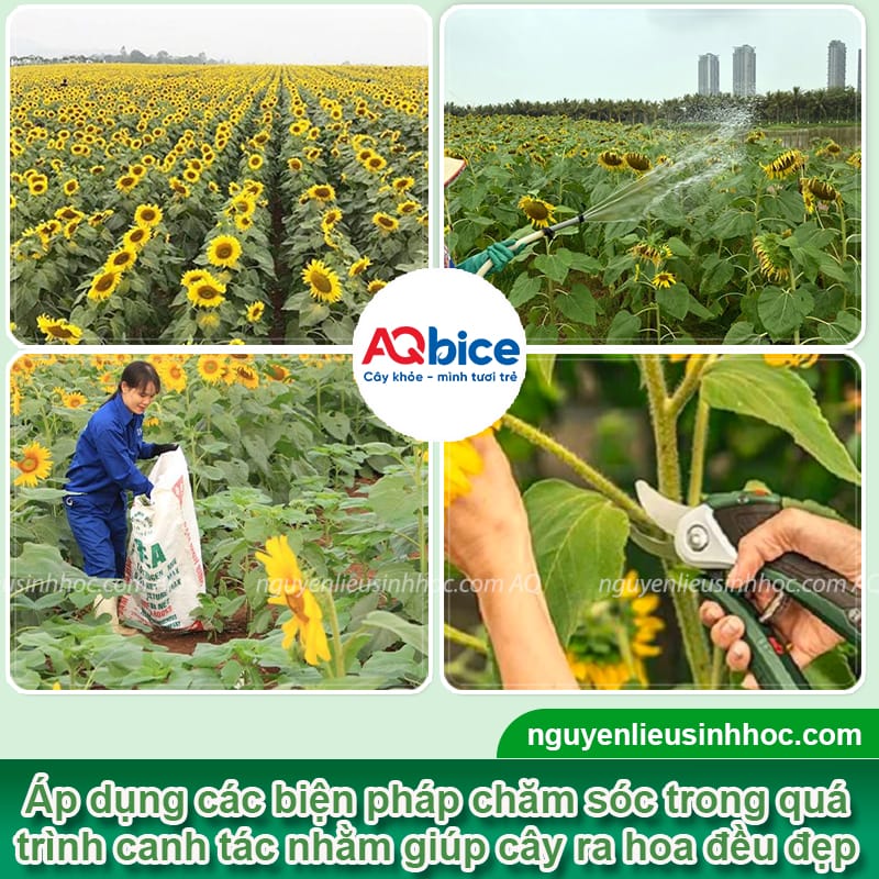 Hoa hướng dương trồng bao lâu ra hoa và nở vào mùa nào 4 Hoa hướng dương trồng bao lâu ra hoa và các cách chăm sóc