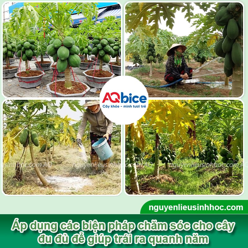 Hướng dẫn cách phân biệt đu đủ đực và cái khi cây còn nhỏ 5 Hướng dẫn cách phân biệt đu đủ đực và cái khi cây còn nhỏ