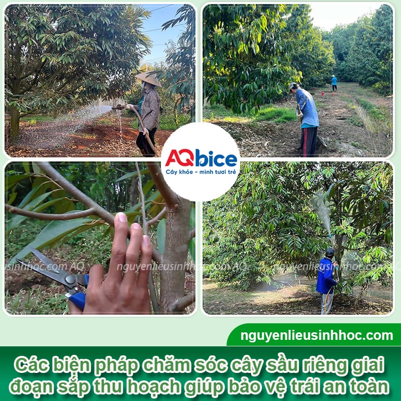 Hướng dẫn chăm sóc cây sầu riêng giai đoạn sắp thu hoạch 3 Hướng dẫn chăm sóc cây sầu riêng giai đoạn sắp thu hoạch