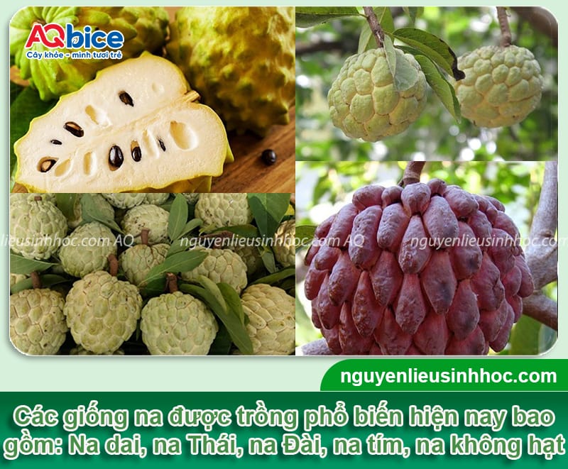 Cách trồng cây na tại nhà cho quả ngọt, sai trĩu cành 3 Cách trồng cây na đơn giản tại nhà cho quả ngọt sai trĩu cành