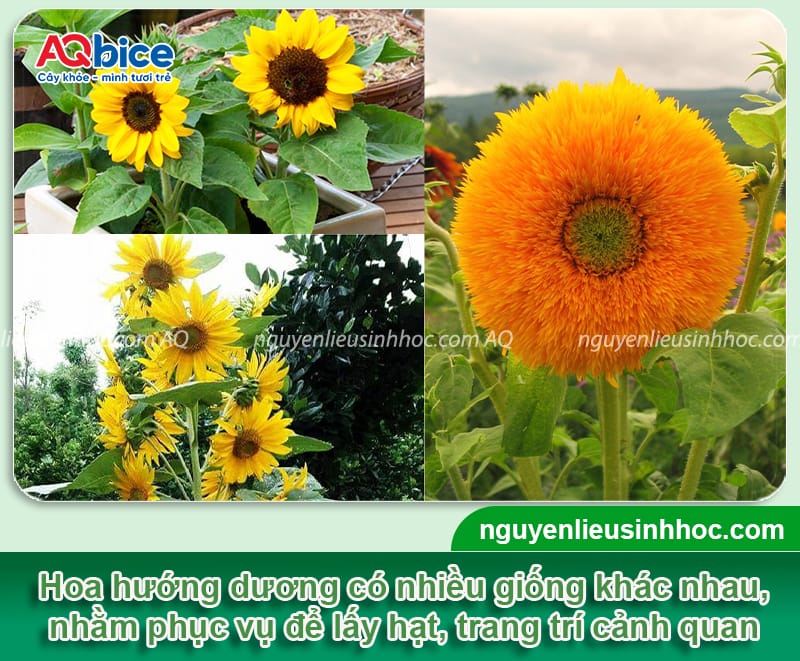 Hoa hướng dương trồng bao lâu ra hoa và nở vào mùa nào 2 Hoa hướng dương trồng bao lâu ra hoa và các cách chăm sóc