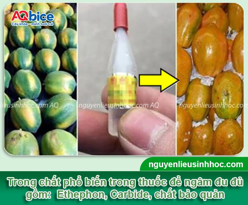 Phân biệt đu đủ ngâm thuốc và đu đủ chín tự nhiên 2 Nhận diện đu đủ ngâm thuốc và các giải pháp bảo vệ nông sản