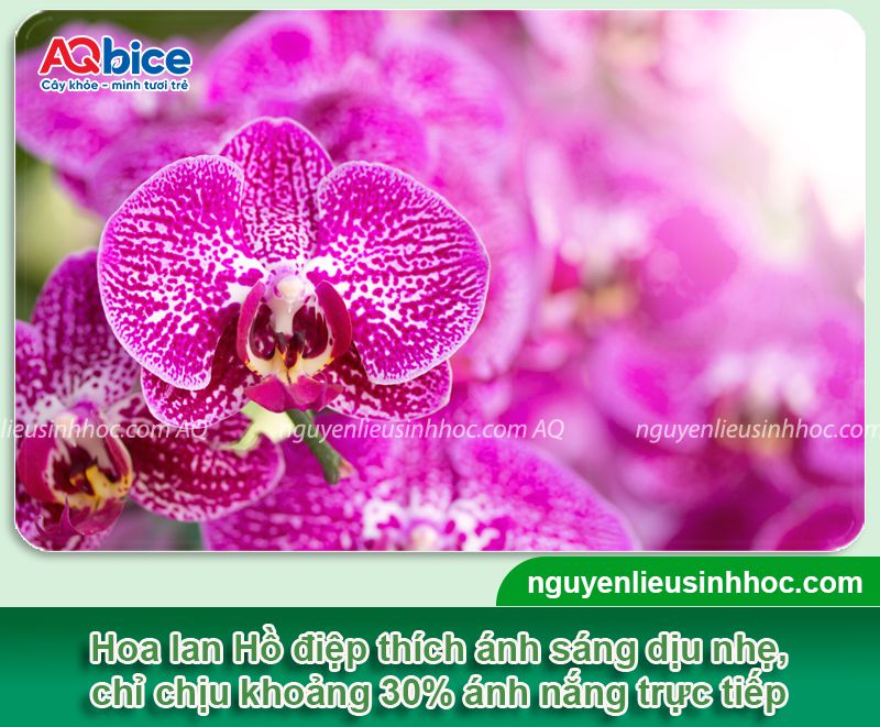 Hoa lan có ưa nắng không? Cách chăm sóc để hoa nở rực rỡ 2 Hoa lan có ưa nắng không? Chăm sóc hoa lan nở rộ quanh năm