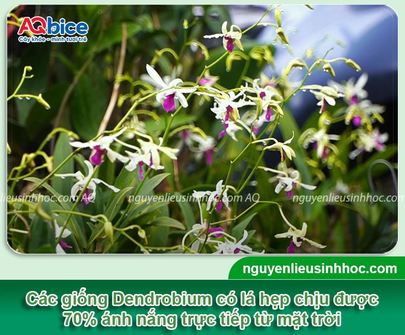Hoa lan có ưa nắng không? Cách chăm sóc để hoa nở rực rỡ 3 Hoa lan có ưa nắng không? Chăm sóc hoa lan nở rộ quanh năm