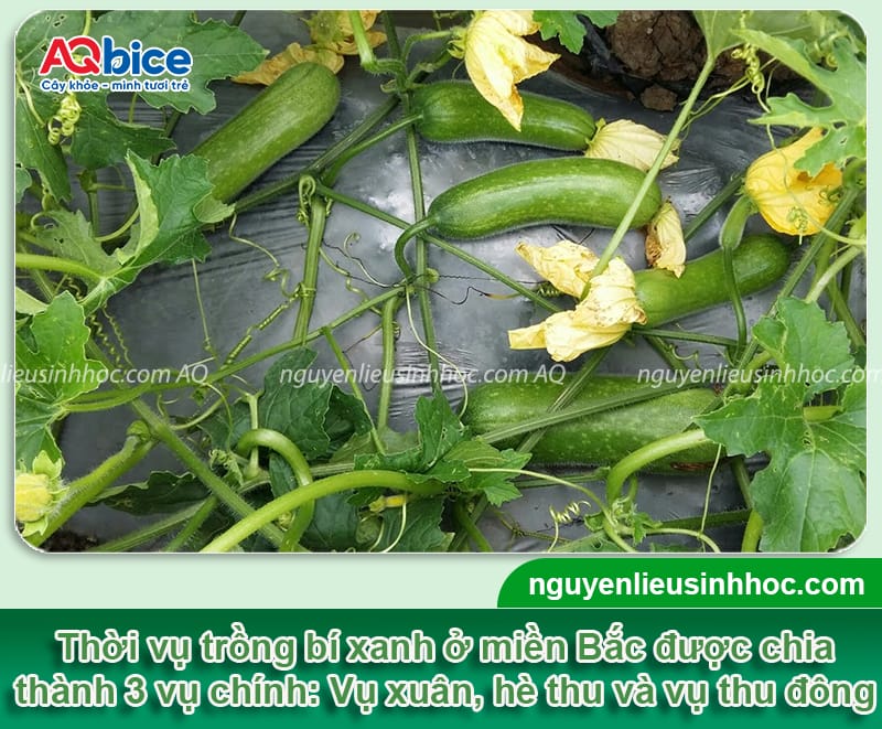 Thời vụ trồng bí xanh ở miền Bắc: Bí quyết sai quả, ít sâu 3 Thời vụ trồng bí xanh ở miền Bắc: Bí quyết sai quả, ít sâu