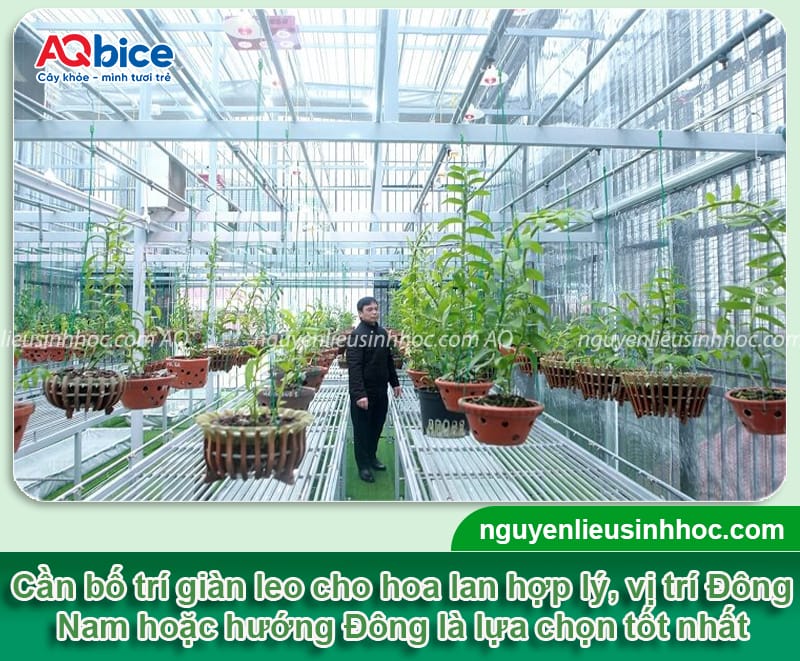 Cách chăm sóc hoa lan treo đúng kỹ thuật, hoa bền màu nở đều 2 Cách chăm sóc hoa lan treo đúng kỹ thuật, hoa bền màu nở đều