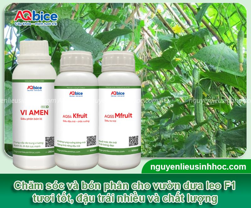 Kỹ thuật trồng dưa leo F1 và chăm sóc cho năng suất cao 4 Kỹ thuật trồng dưa leo F1 và chăm sóc cho năng suất cao