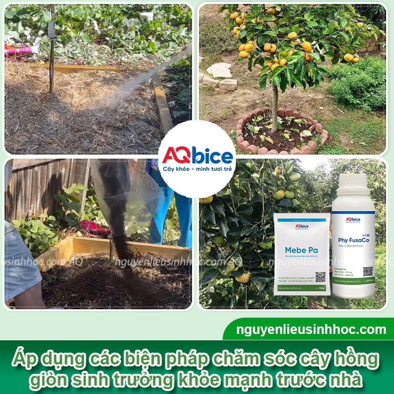 Cách trồng cây hồng giòn trước nhà giúp thu hút tài lộc 6 cach cham soc sau khi trong cay hong gion truoc nha