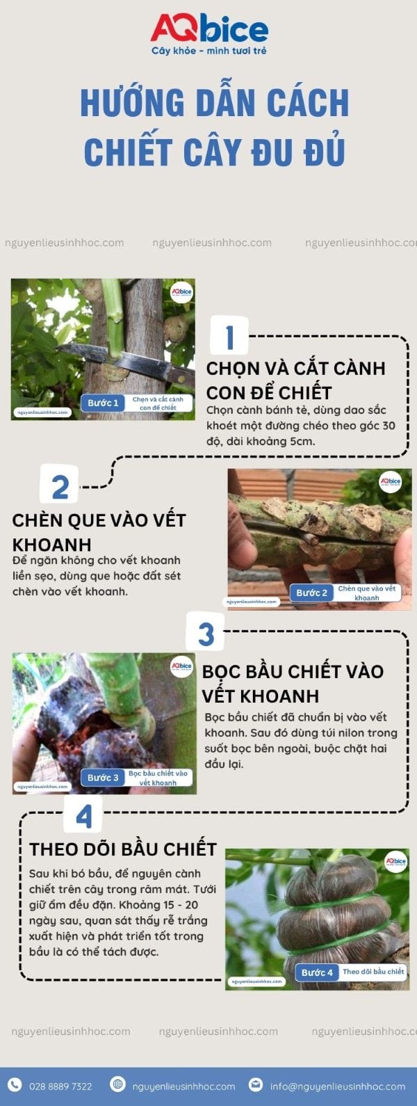 Hưỡng dẫn cách chiết cây đu đủ tỷ lệ sống cao, phát triển tốt