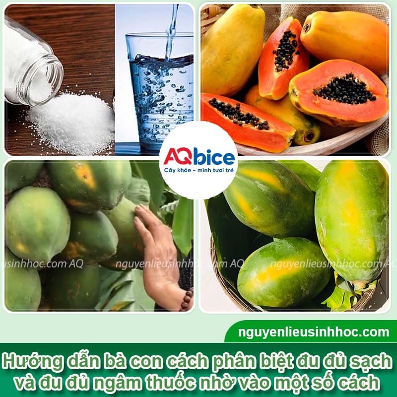 Phân biệt đu đủ ngâm thuốc và đu đủ chín tự nhiên 4 Nhận diện đu đủ ngâm thuốc và các giải pháp bảo vệ nông sản