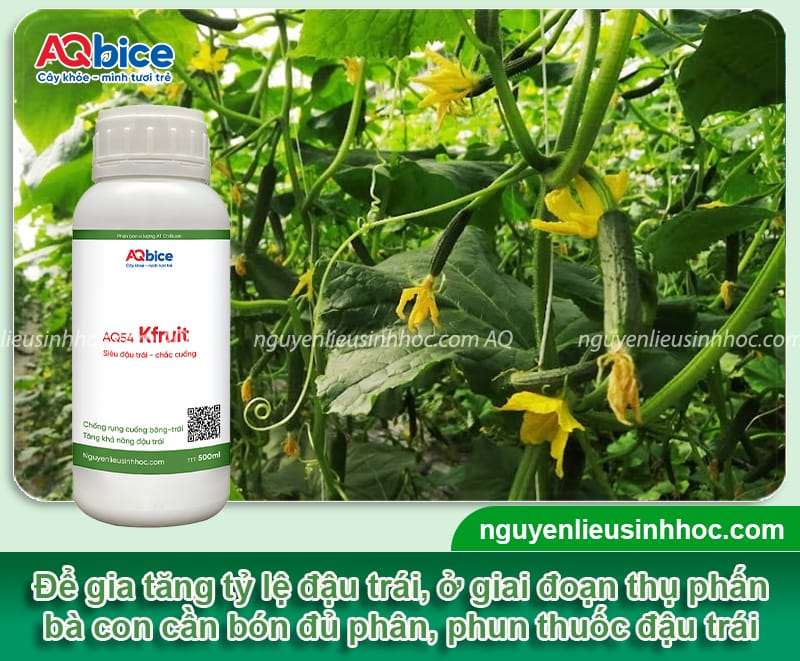 Hướng dẫn cách thụ phấn cho dưa leo giúp vườn đậu sai quả 5 Hướng dẫn cách thụ phấn cho dưa leo giúp vườn đậu sai quả