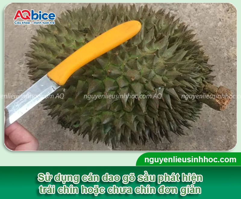 Cách gõ sầu riêng phân biệt trái chín và lưu ý khi gõ