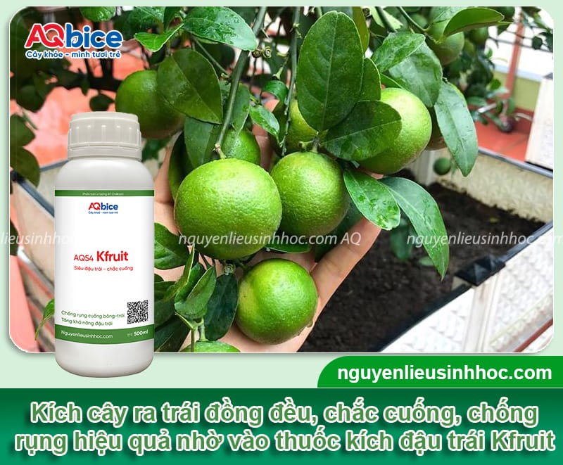 Hướng dẫn cách làm cho cây chanh ra trái to, nhiều nước 4 Hướng dẫn cách làm cho cây chanh ra trái đều, mọng nước