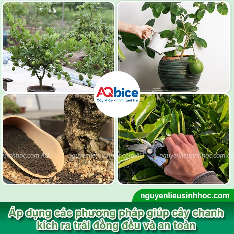 Hướng dẫn cách làm cho cây chanh ra trái to, nhiều nước 3 Hướng dẫn cách làm cho cây chanh ra trái đều, mọng nước