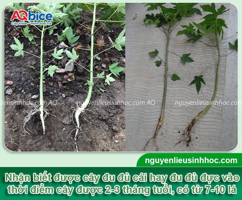 Hướng dẫn cách phân biệt đu đủ đực và cái khi cây còn nhỏ 4 Hướng dẫn cách phân biệt đu đủ đực và cái khi cây còn nhỏ