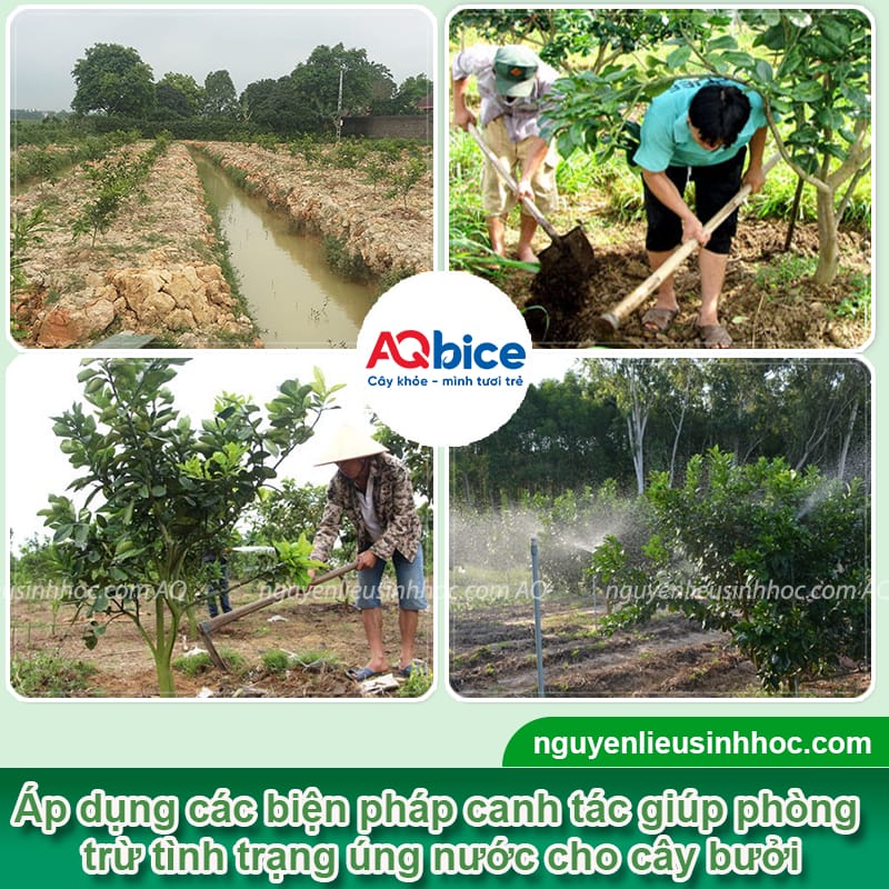 Nhận biết bưởi bị úng nước và các biện pháp xử lý an toàn