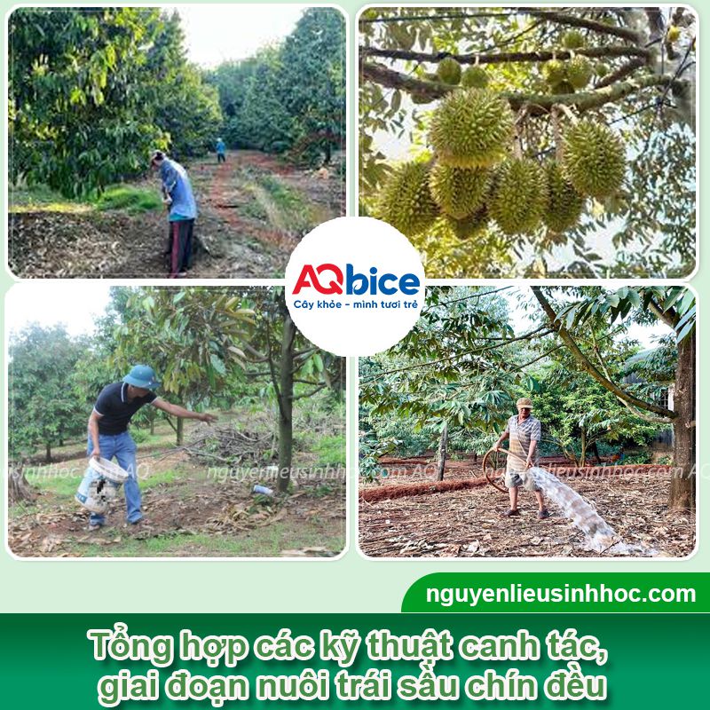 Sầu riêng bị cháy múi: Nguyên nhân và Cách khắc phục 3 Sầu riêng bị cháy múi: Nguyên nhân và cách khắc phục