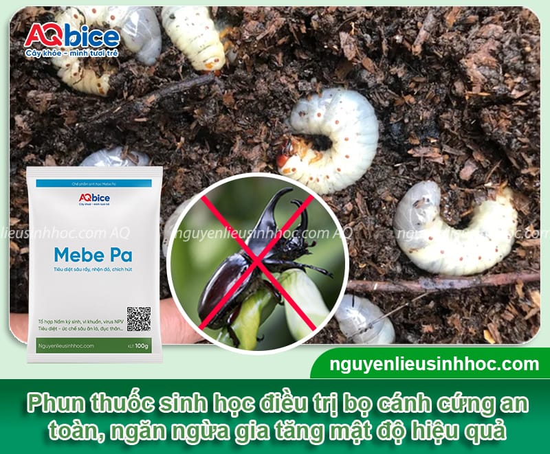 Các cách bắt bọ cánh cứng đơn giản, hiệu quả nhanh 6 Các cách bắt bọ cánh cứng an toàn và giảm bớt mật độ lây lan