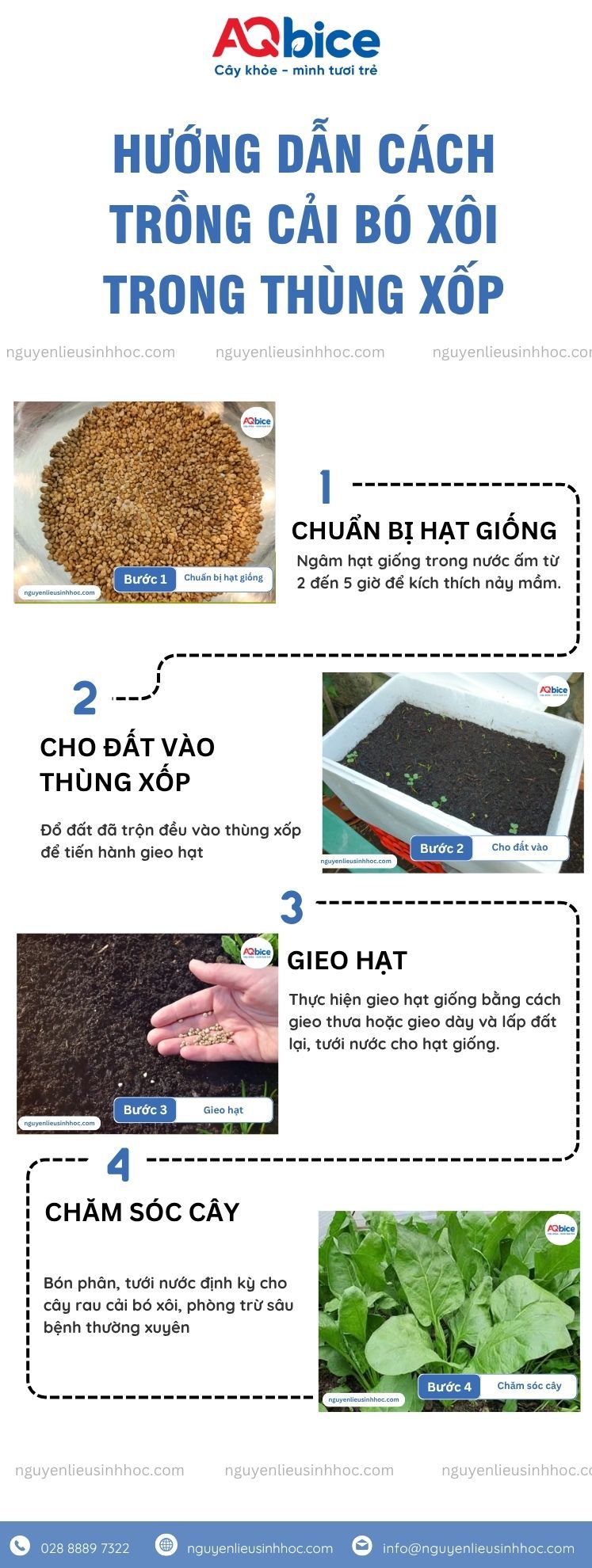 Cách trồng cải bó xôi trong thùng xốp, nhanh thu hoạch 3 Cách trồng cải bó xôi trong thùng xốp nhanh thu hái rau sạch