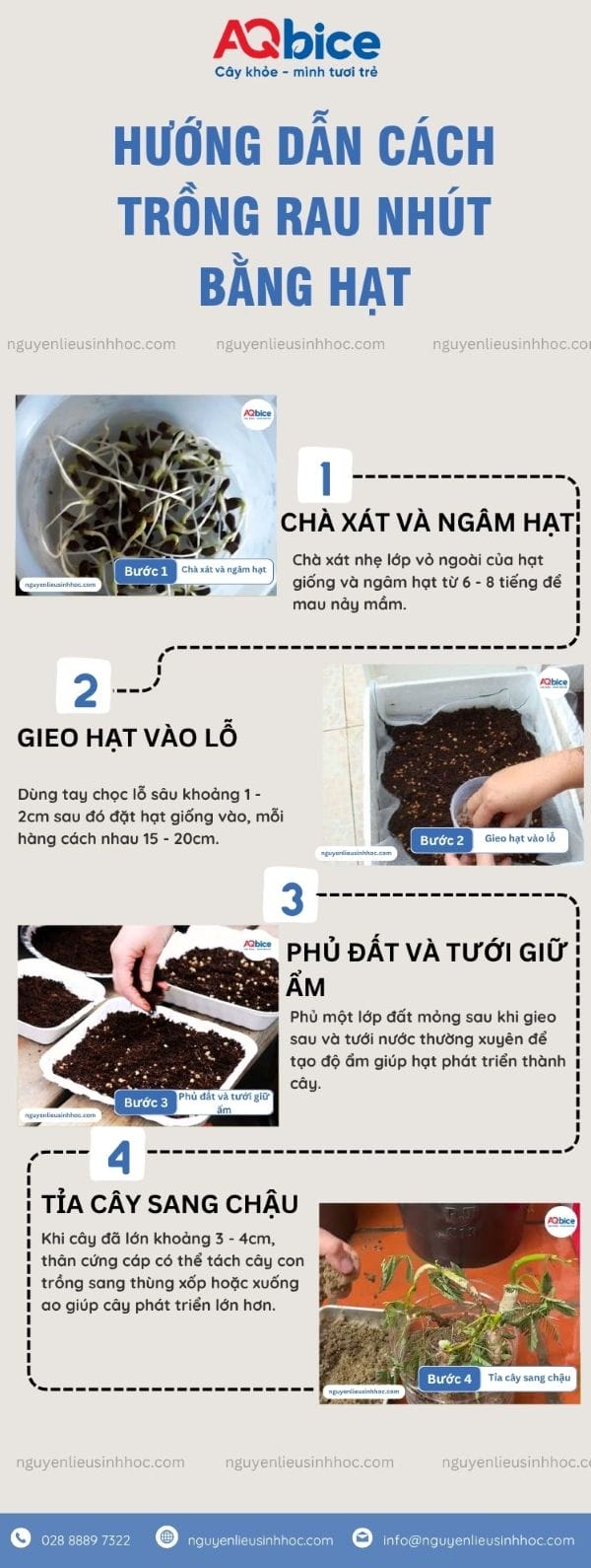 Kỹ thuật trồng cây rau nhút đơn giản, nhanh thu hoạch 5 Kỹ thuật trồng cây rau nhút hiệu quả, cho năng suất cao