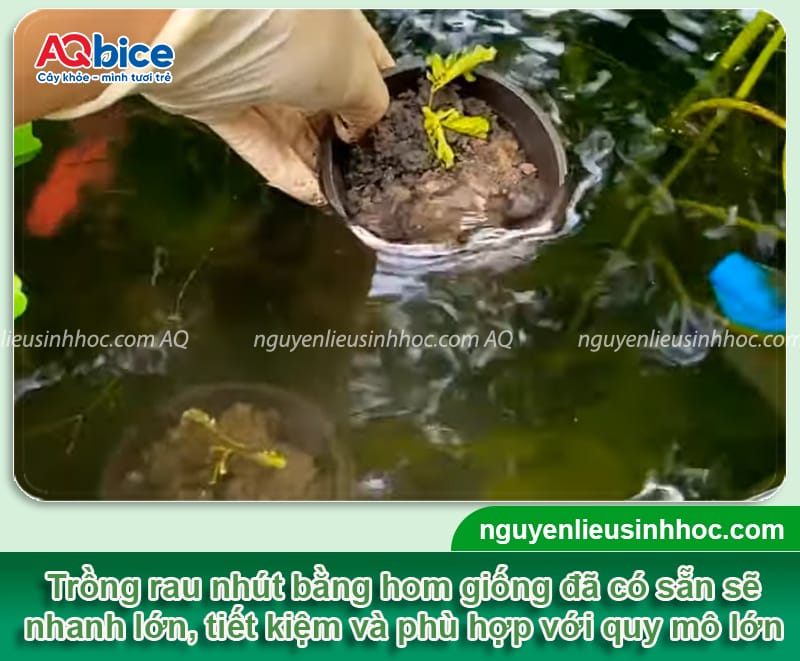 Kỹ thuật trồng cây rau nhút đơn giản, nhanh thu hoạch 6 Kỹ thuật trồng cây rau nhút hiệu quả, cho năng suất cao